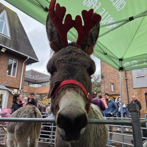 Sponsor Norman The Donkey